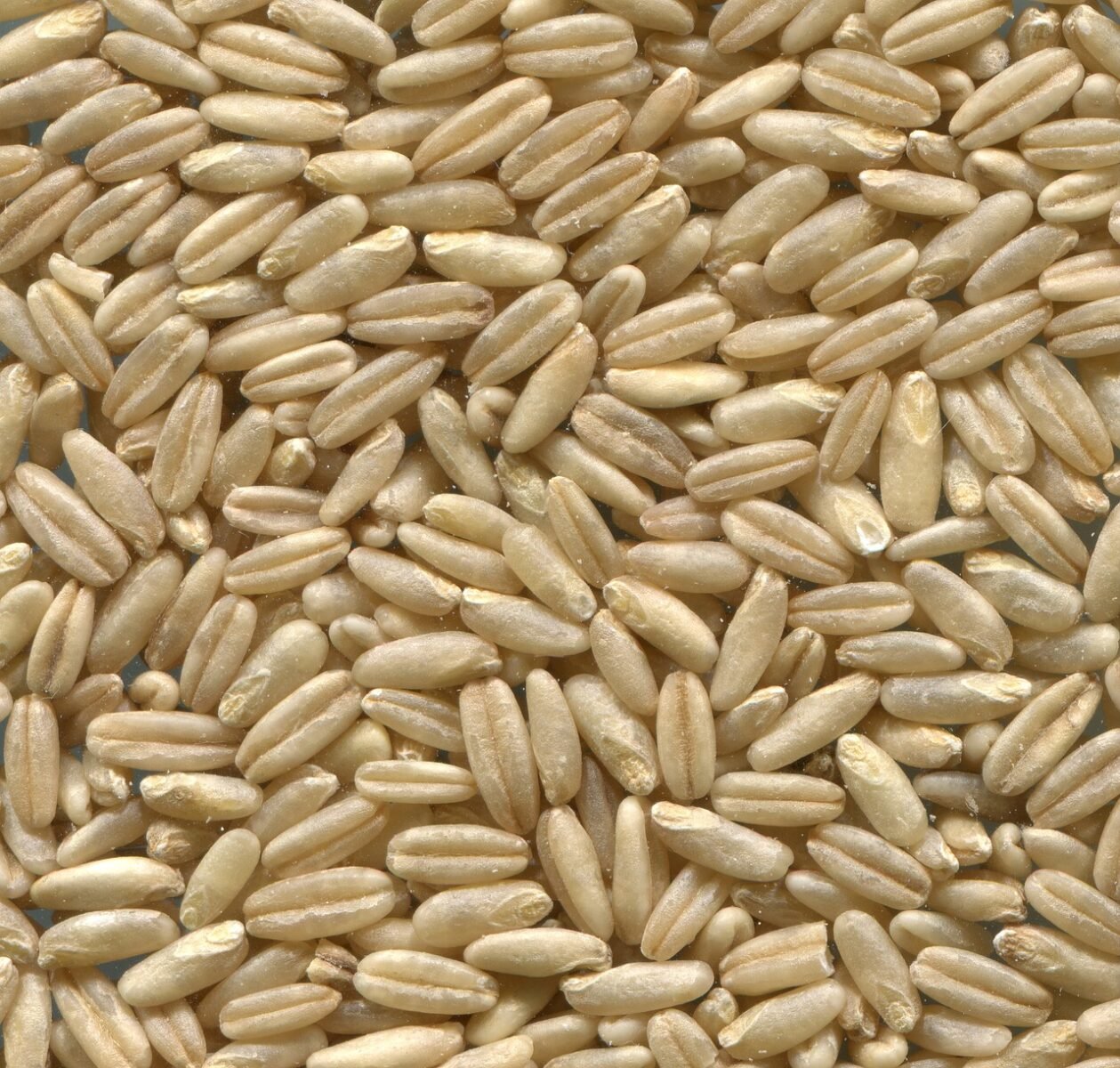 naked oats, grain, grain, grain, grain, grain, grain