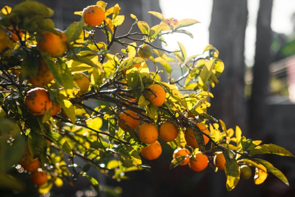 a tree with oranges